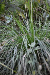 Carex elongata