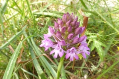 Anacamptis pyramidalis pyramidalis
