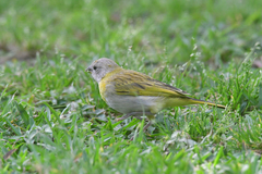 Sicalis flaveola