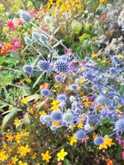 Eryngium planum