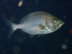 Jutjaw photo 4