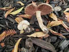 Pluteus