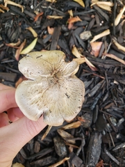 Pluteus