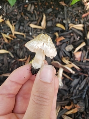 Pluteus