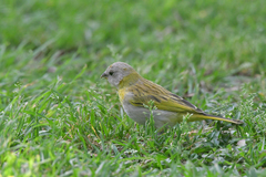 Sicalis flaveola