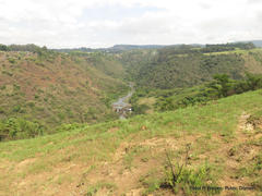 Asclepias multicaulis