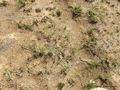 Asclepias multicaulis