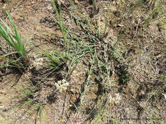 Asclepias multicaulis