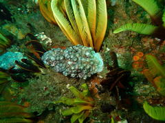 Eunephthya thyrsoidea