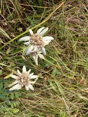 Leontopodium stellatum