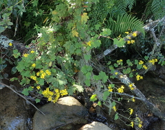 Cineraria glandulosa
