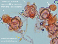 Hypomyces stephanomatis