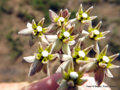 Asclepias multicaulis