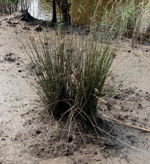 Juncus kraussii kraussii