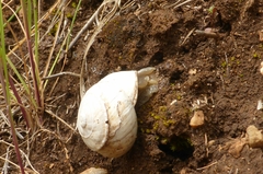 Sphincterochila candidissima