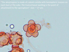 Hypomyces stephanomatis