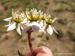 Asclepias multicaulis