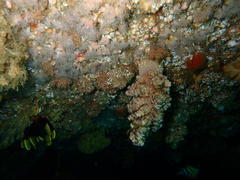 Eunephthya thyrsoidea