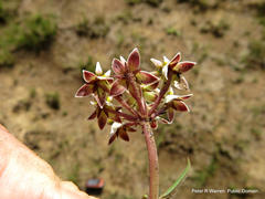Asclepias multicaulis