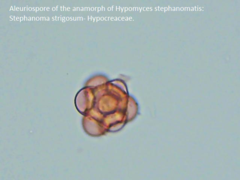 Hypomyces stephanomatis