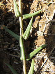 Asclepias multicaulis