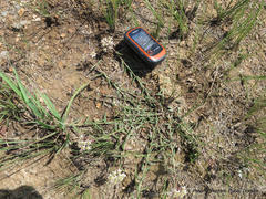 Asclepias multicaulis
