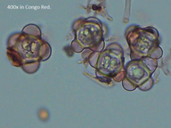 Hypomyces stephanomatis