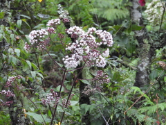 Ageratina deltoidea