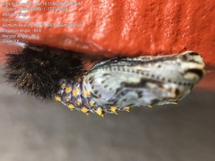 Euphydryas chalcedona