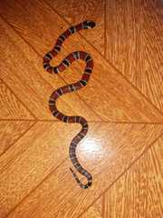 Micrurus dumerilii carinicauda