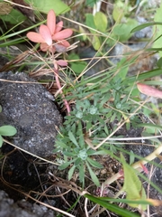 Draba ussuriensis