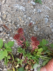 Hylotelephium cyaneum