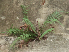 Pteris vittata