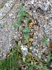 Stellaria ruscifolia