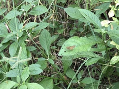 Pelopidas mathias