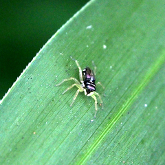 Phintella bifurcilinea