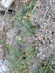Stellaria ruscifolia