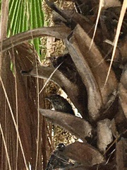 Campylorhynchus brunneicapillus