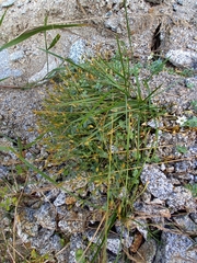 Stellaria ruscifolia