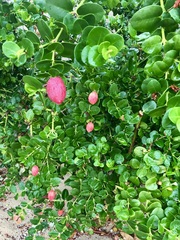 Carissa macrocarpa