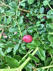 Carissa macrocarpa