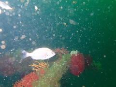 Pterogymnus laniarius