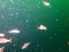 Pterogymnus laniarius