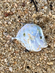 Paraselene orstedii
