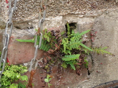 Pteris vittata