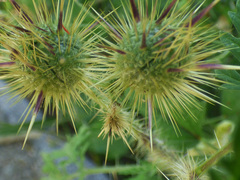 Solanum lumholtzianum