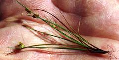 Isolepis antarctica