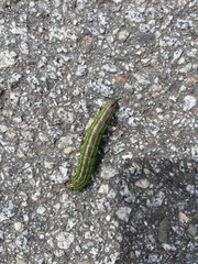 Sphinx morio arestus