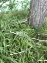 Sphinx morio arestus