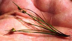 Isolepis antarctica